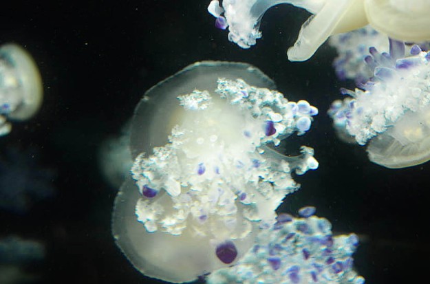 Jellyfish in Vancouver Aquarium